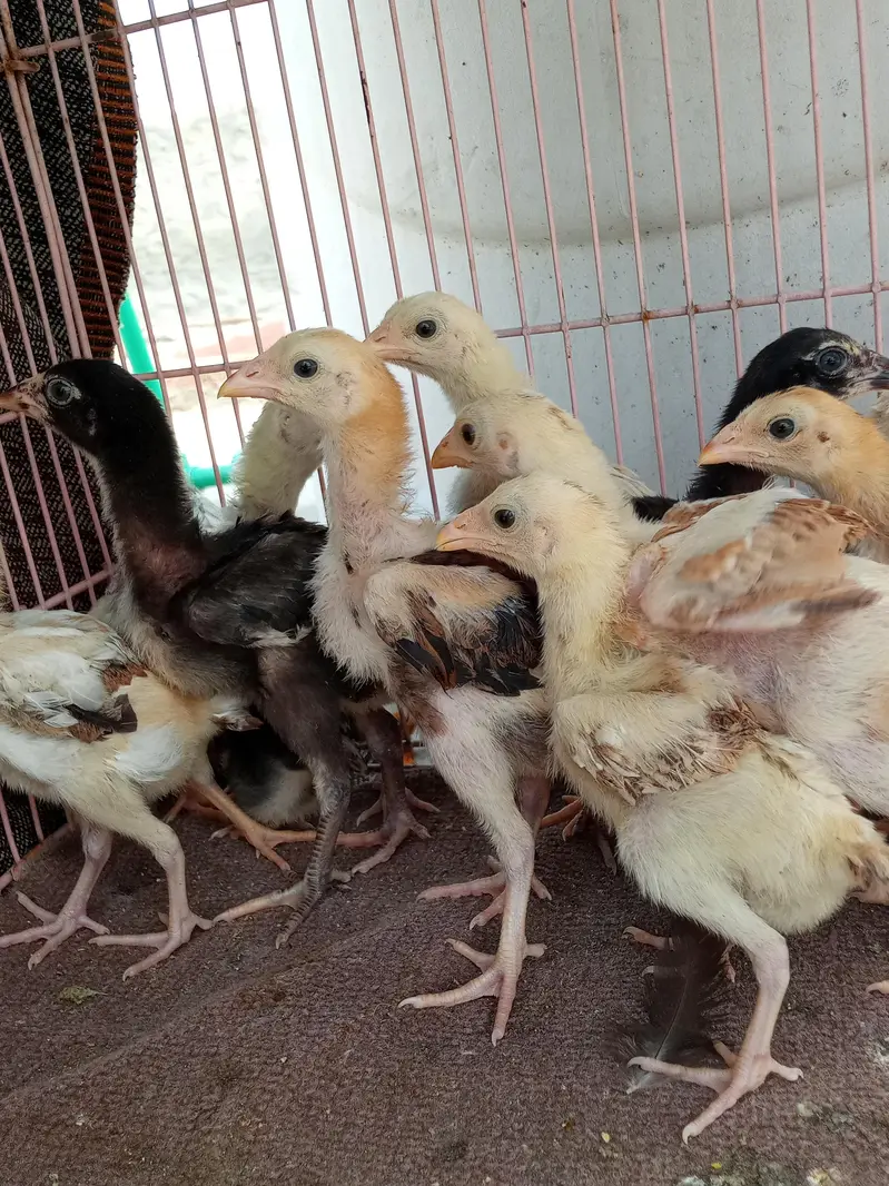 aseel chicks — photo 3