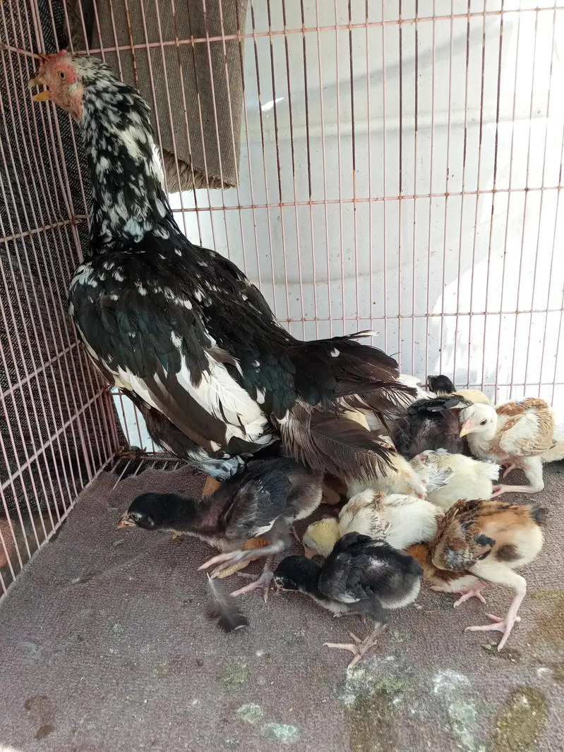 aseel chicks — photo 4