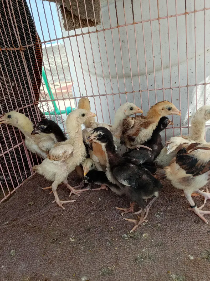 aseel chicks — photo 5