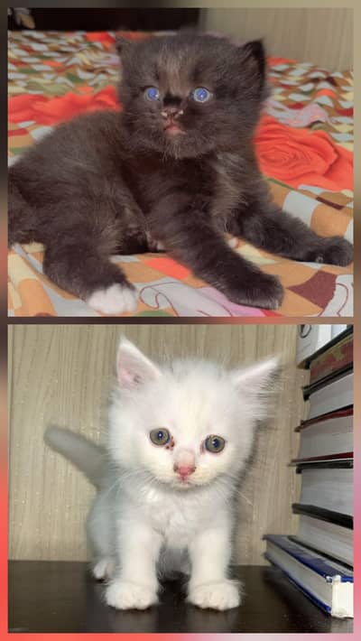 Persian kittens