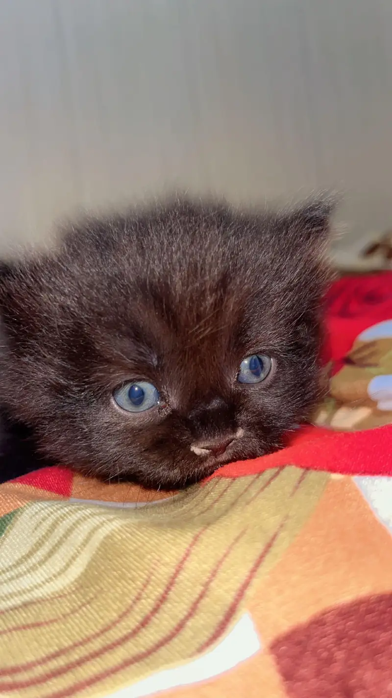 Persian kittens — photo 3