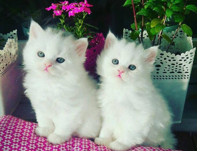 @cats 0