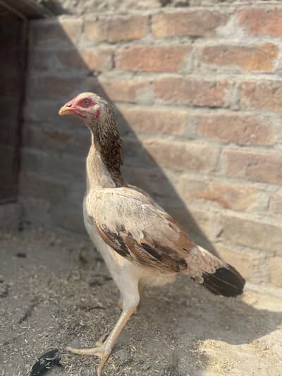 ak aseel mian wali ha or thai croos achi female hain 03243071070