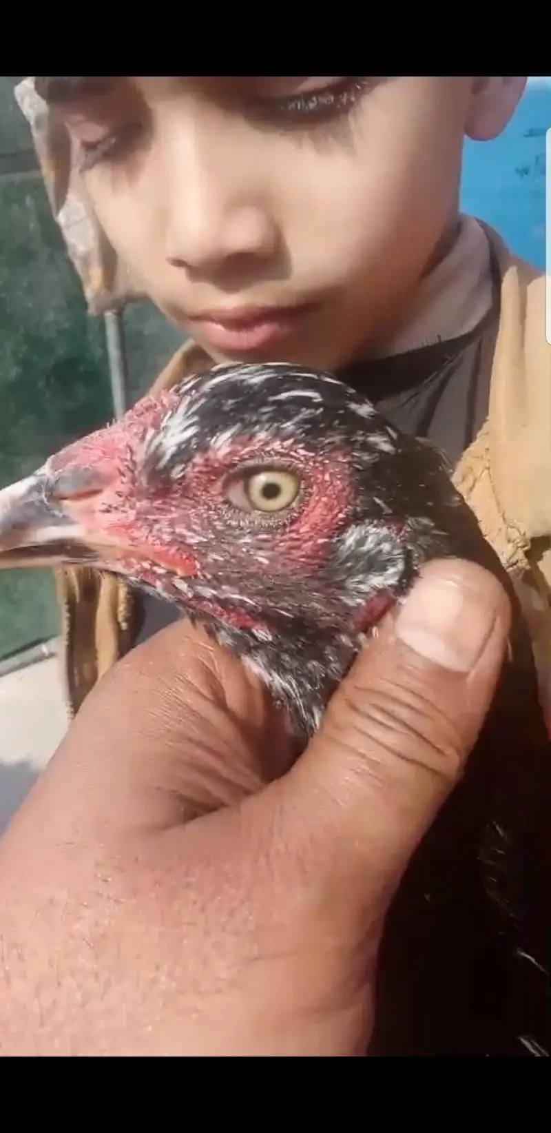 ak aseel mian wali ha or thai croos achi female hain 03243071070 — photo 5