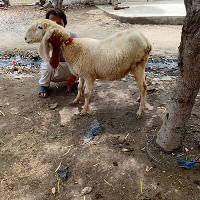 Mundra and kajli
