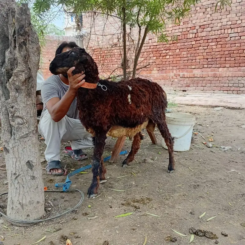 Mundra and kajli — photo 2