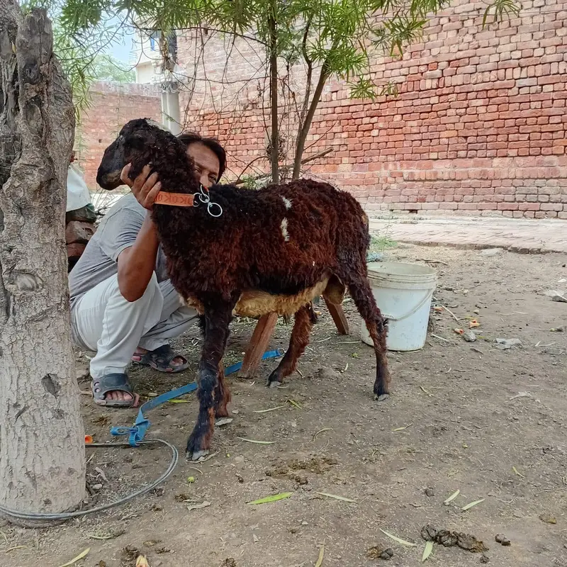 Mundra and kajli — photo 3