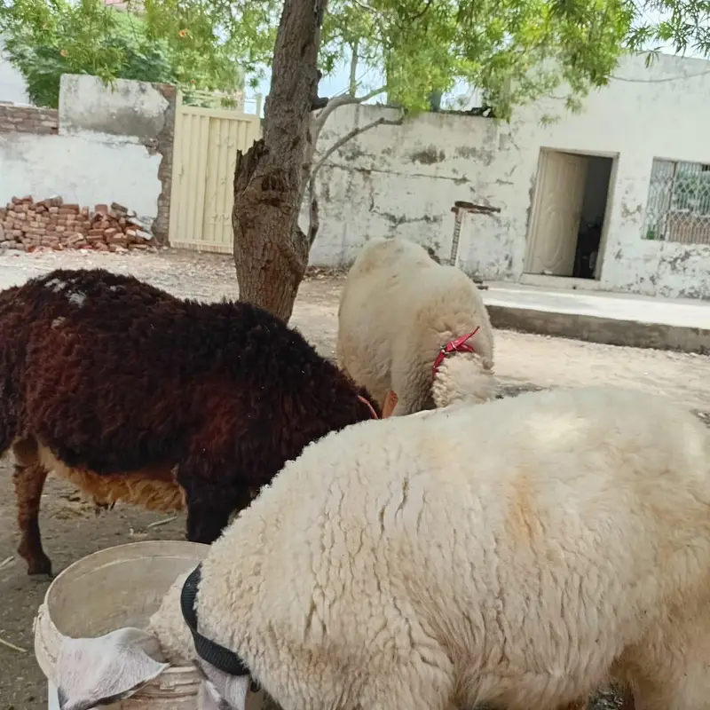 Mundra and kajli — photo 5