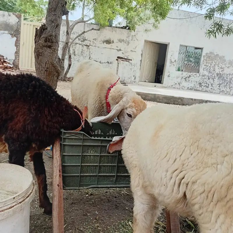 Mundra and kajli — photo 6