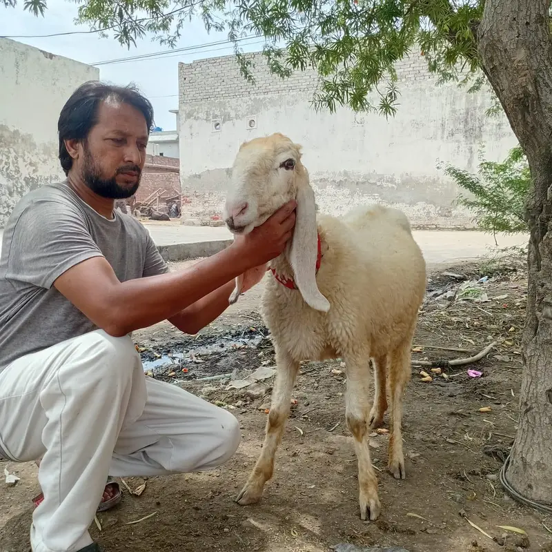 Mundra and kajli — photo 7