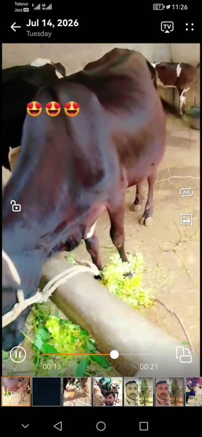 cow for sale
