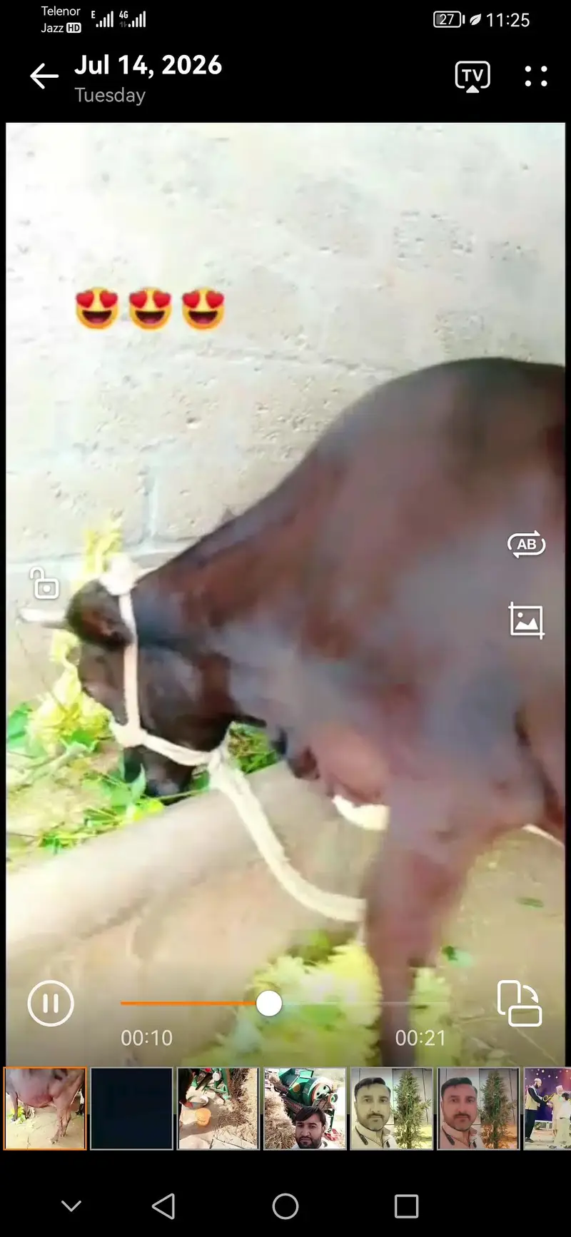 cow for sale — photo 2