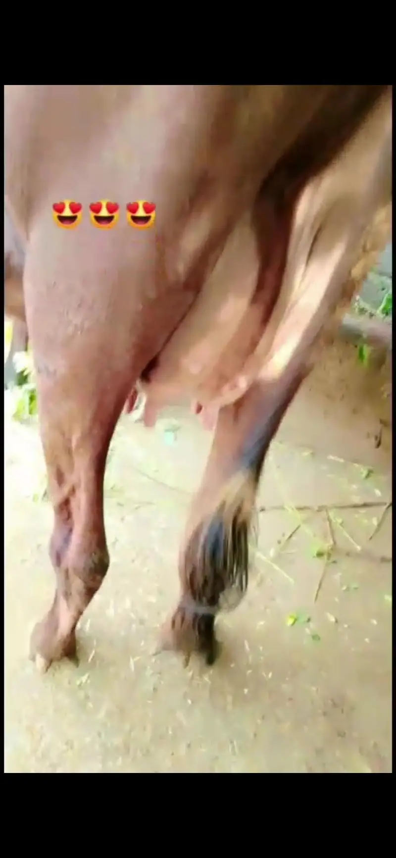 cow for sale — photo 3