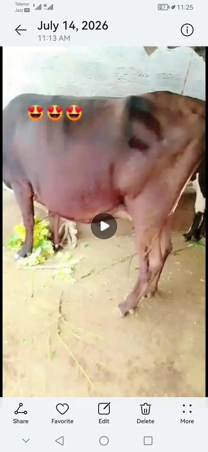 cow for sale — photo 4