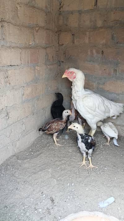 Aseel Chicks