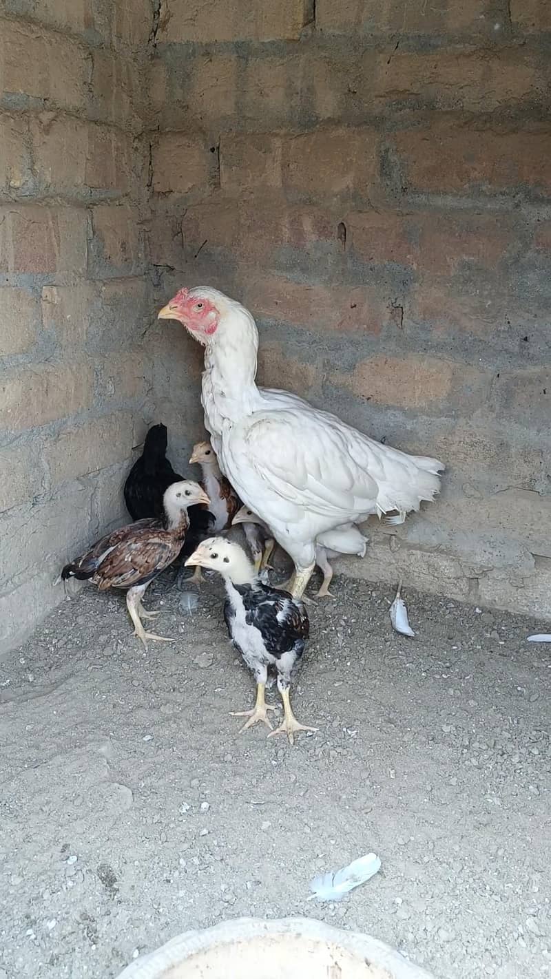 Aseel Chicks 1