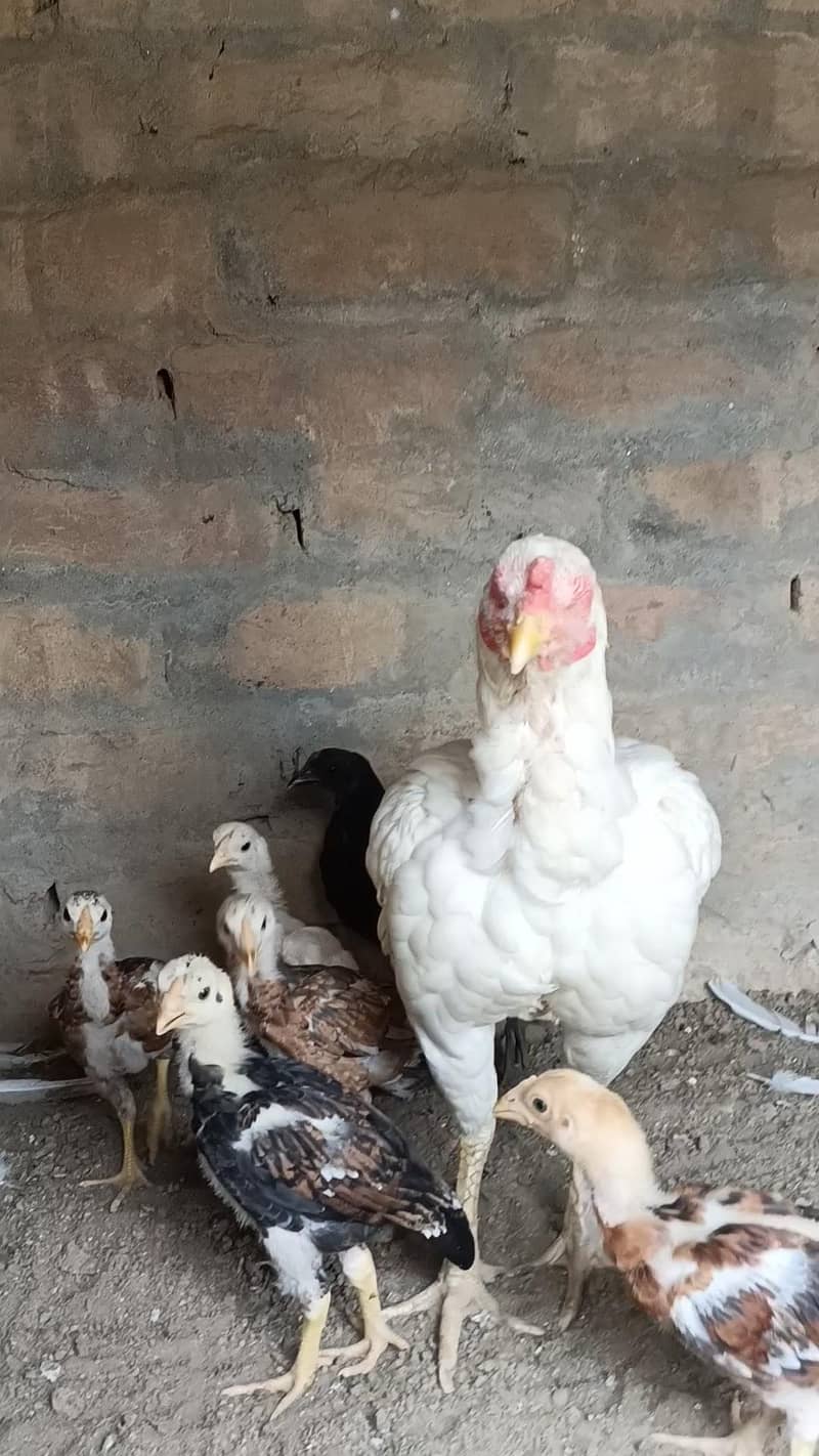 Aseel Chicks 2