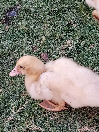 Muscovy Ducklings super white