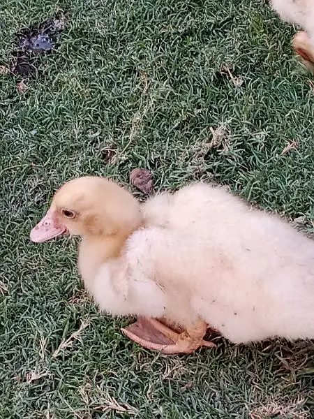 Muscovy Ducklings super white