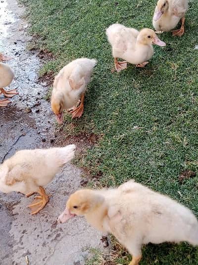 Muscovy Ducklings super white