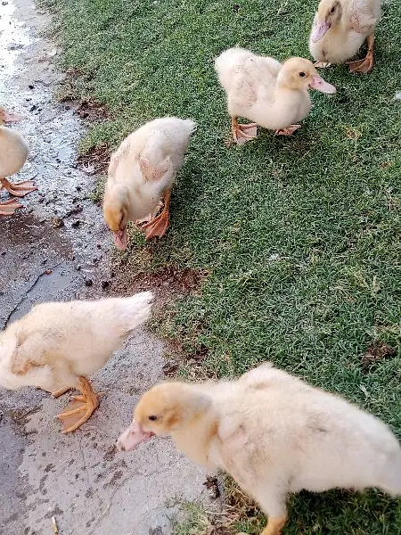 Muscovy Ducklings super white — photo 2