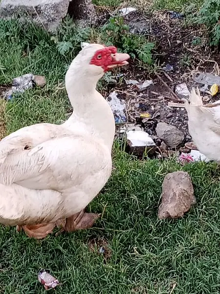 Muscovy Ducklings super white — photo 3