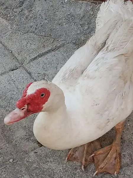 Muscovy Ducklings super white — photo 4
