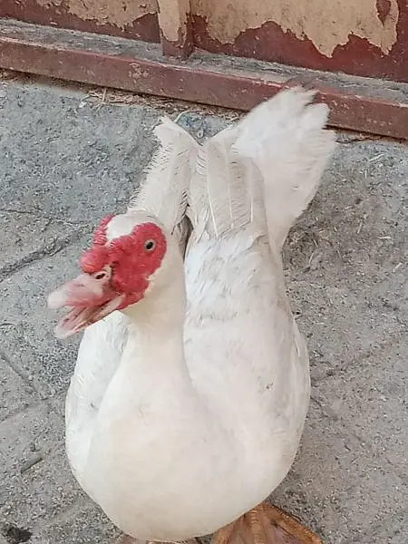 Muscovy Ducklings super white — photo 5