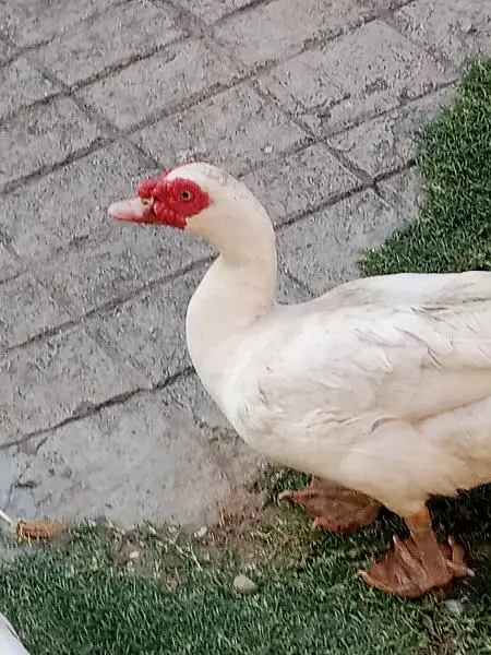 Muscovy Ducklings super white — photo 6