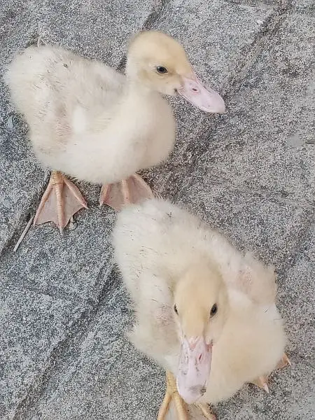Muscovy Ducklings super white — photo 7