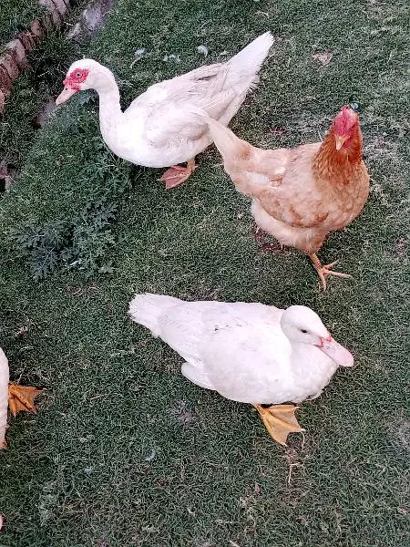 Muscovy Ducklings super white — photo 8