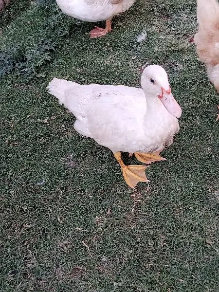 Muscovy Ducklings super white — photo 9