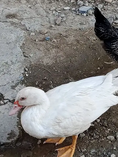 Muscovy Ducklings super white — photo 10