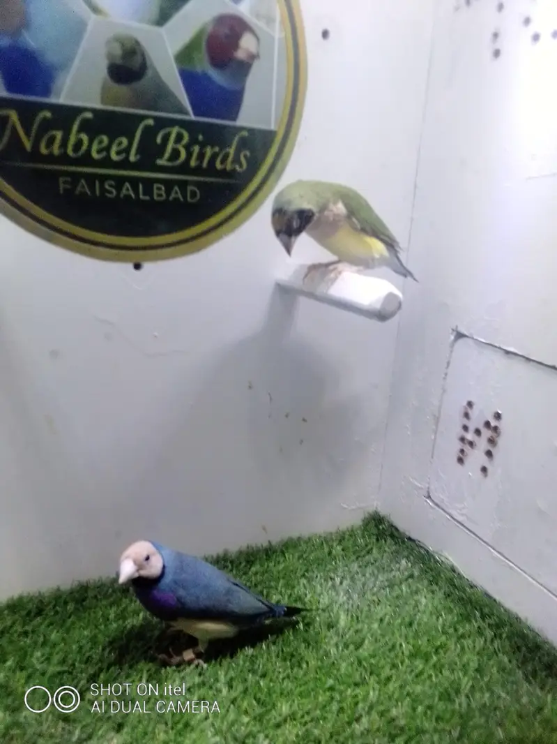 finches — photo 2