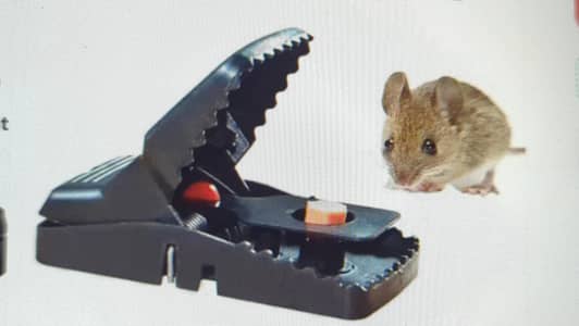 Mouse Trap Shopify winning product Stock