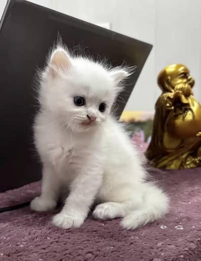 persion kittens