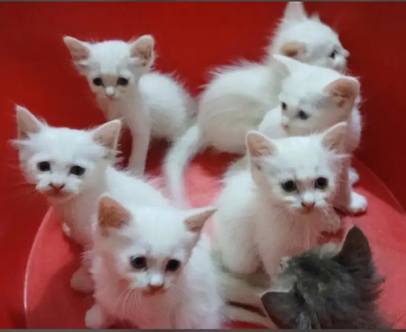 persion kittens — photo 3