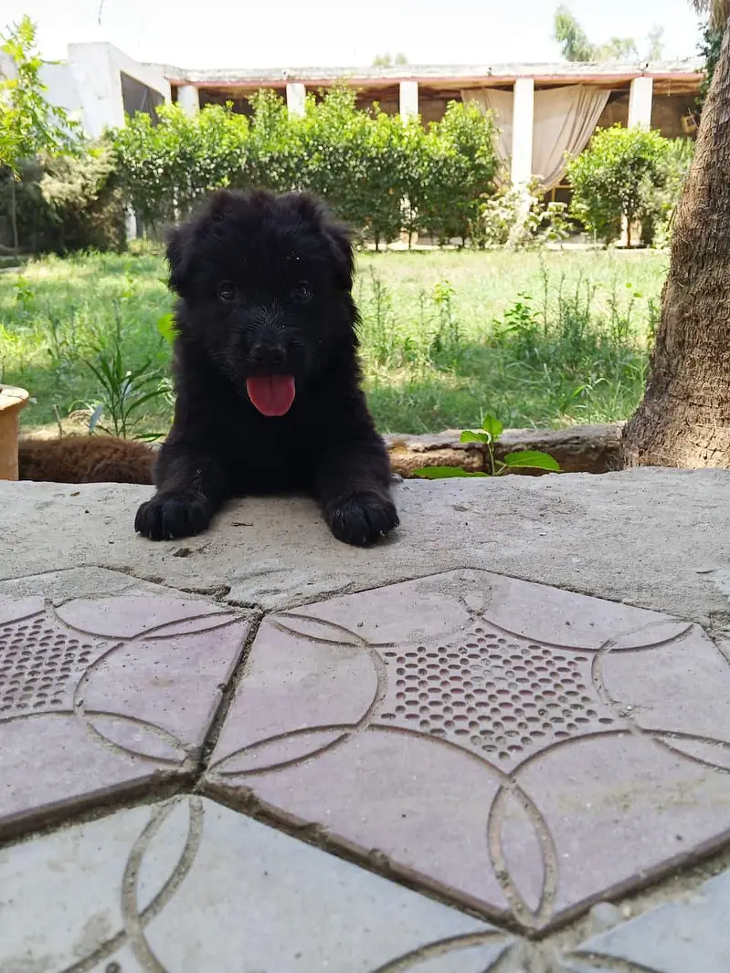 black German shepherd dog for sale — photo 2