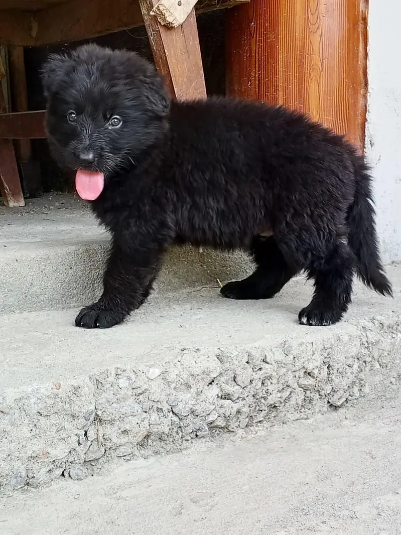 black German shepherd dog for sale — photo 3