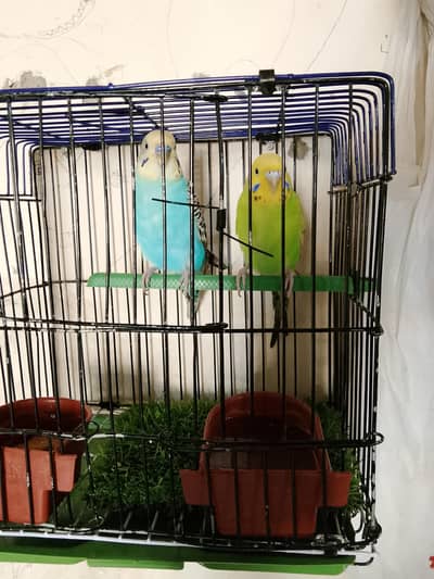 parrot