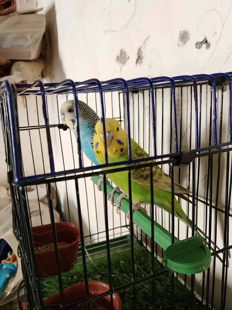 parrot — photo 2