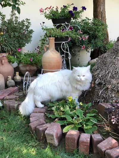 Persian  kittens Available beautiful Cats 