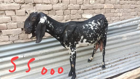 2 milking goats