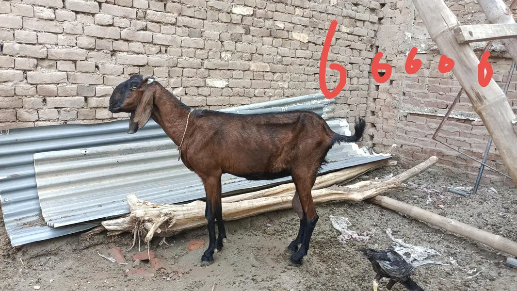 2 milking goats — photo 2