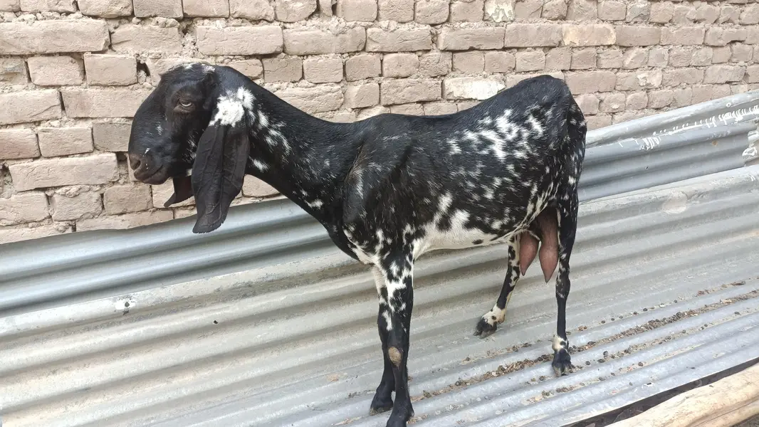 2 milking goats — photo 3