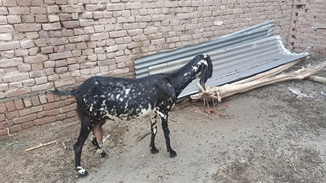 2 milking goats — photo 4