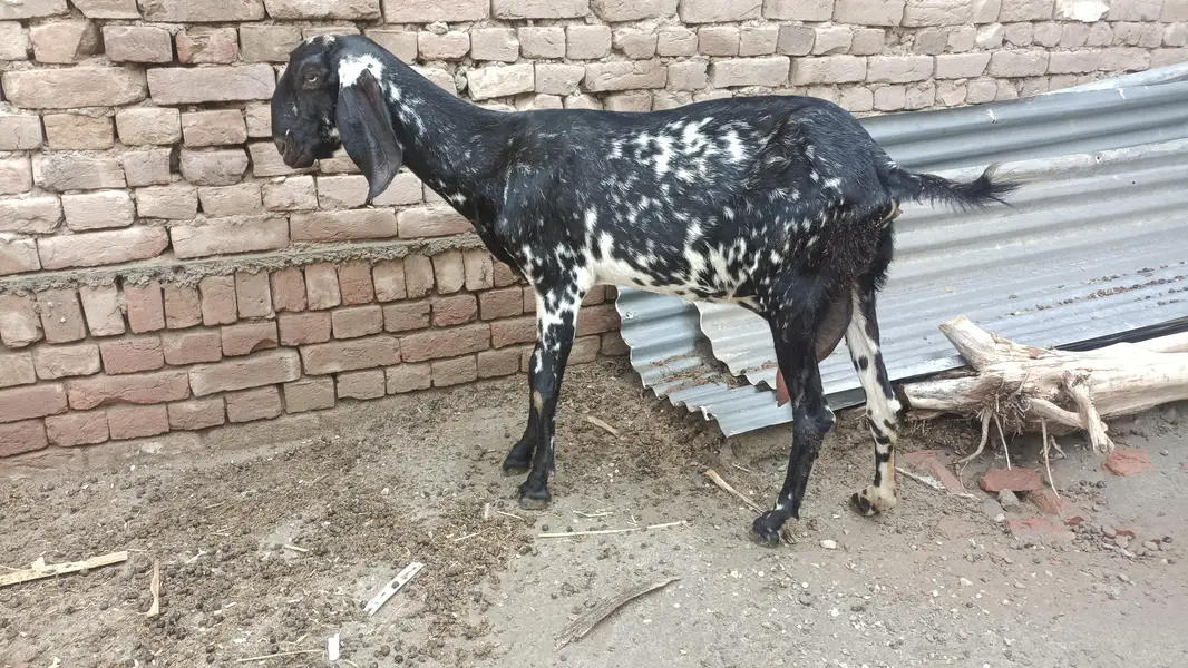 2 milking goats — photo 5