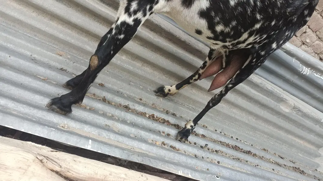 2 milking goats — photo 6