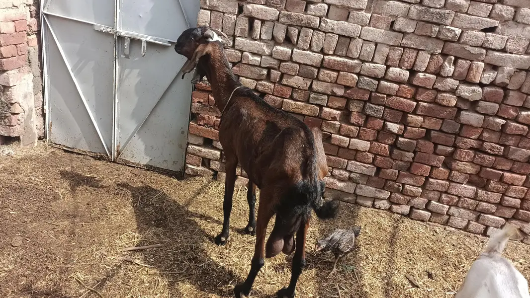 2 milking goats — photo 7