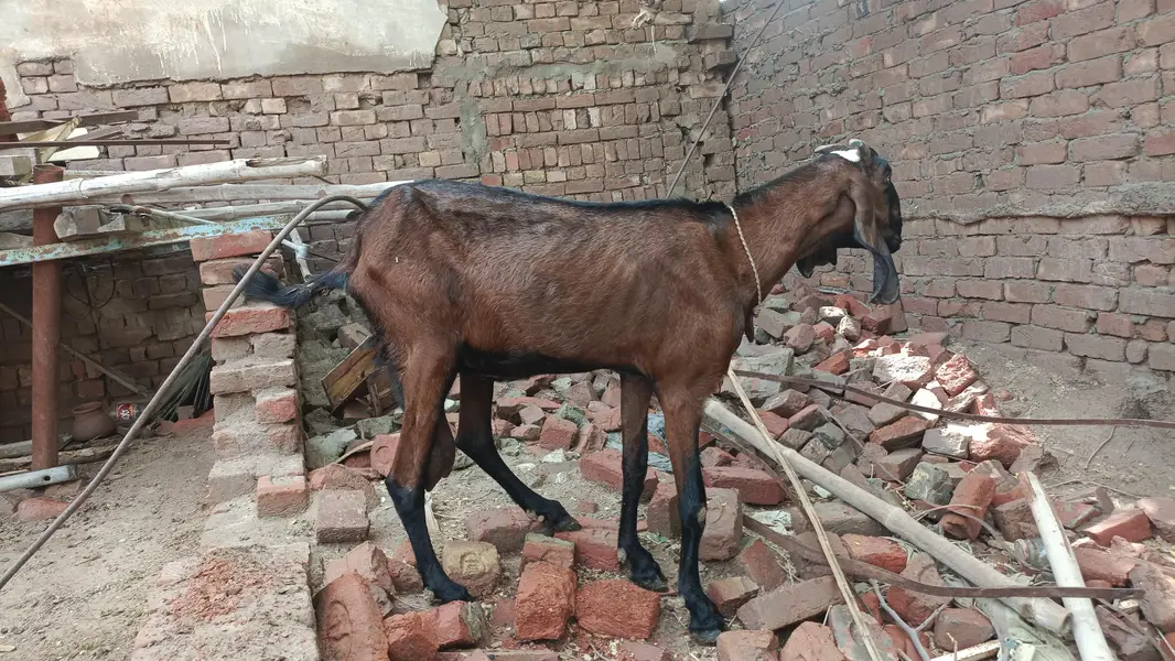 2 milking goats — photo 8